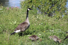 Branta canadensis moffitti