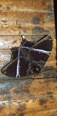 Coronidia orithea