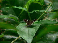 Autochton bipunctatus