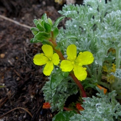 Camissoniopsis micrantha