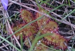 Drosera bulbosa