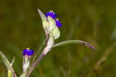 Cyanotis fasciculata