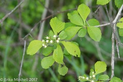 Crataegus punctata