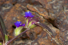 Cyanotis fasciculata