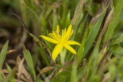Curculigo orchioides