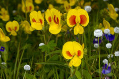 Smithia hirsuta