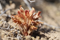 Aphyllon californicum