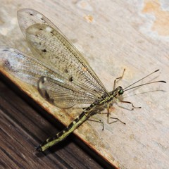 Paraglenurus japonicus