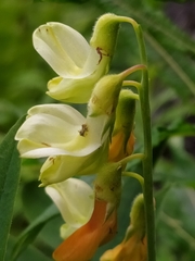 Lathyrus laevigatus occidentalis