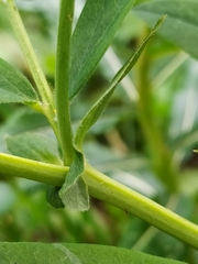 Lathyrus laevigatus occidentalis