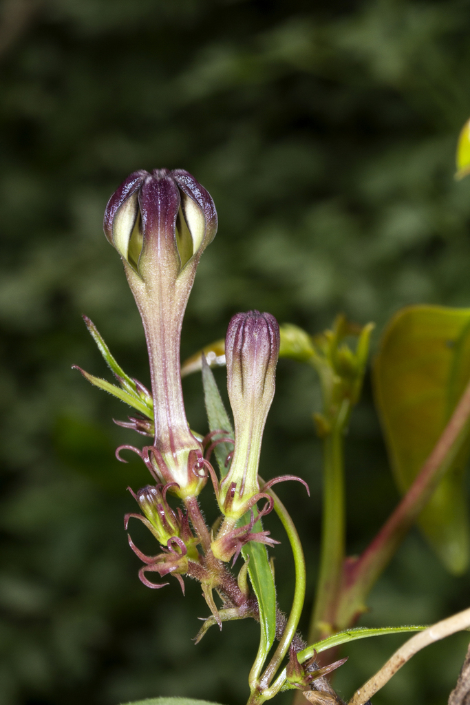 Ceropegia media, Kas, Pathar,Kaas Road, Satara, Maharashtra 415002, India
