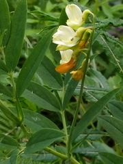 Lathyrus laevigatus occidentalis