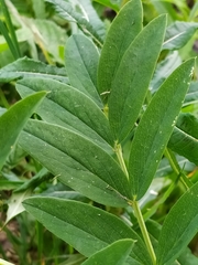 Lathyrus laevigatus occidentalis