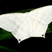 Grey Swallowtail Moth - Photo (c) Aniruddha Singhamahapatra, some rights reserved (CC BY-NC)
