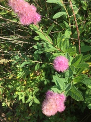 Spiraea