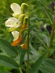 Lathyrus laevigatus occidentalis