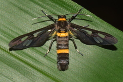 Syntomoides