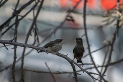 Pyrocephalus rubinus obscurus