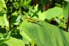 Gesonula punctifrons