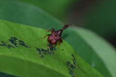 Strigapoderus tranquebaricus