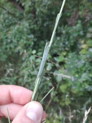 Anthocharis cardamines