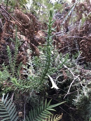 Chloanthes stoechadis