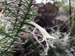 Chloanthes stoechadis
