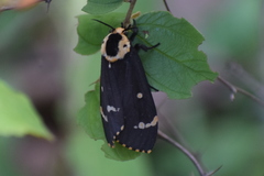 Lymantria semicincta