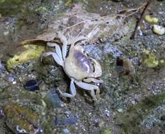 Geothelphusa bicolor