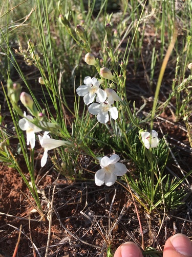 Penstemon laricifolius var. exilifolius