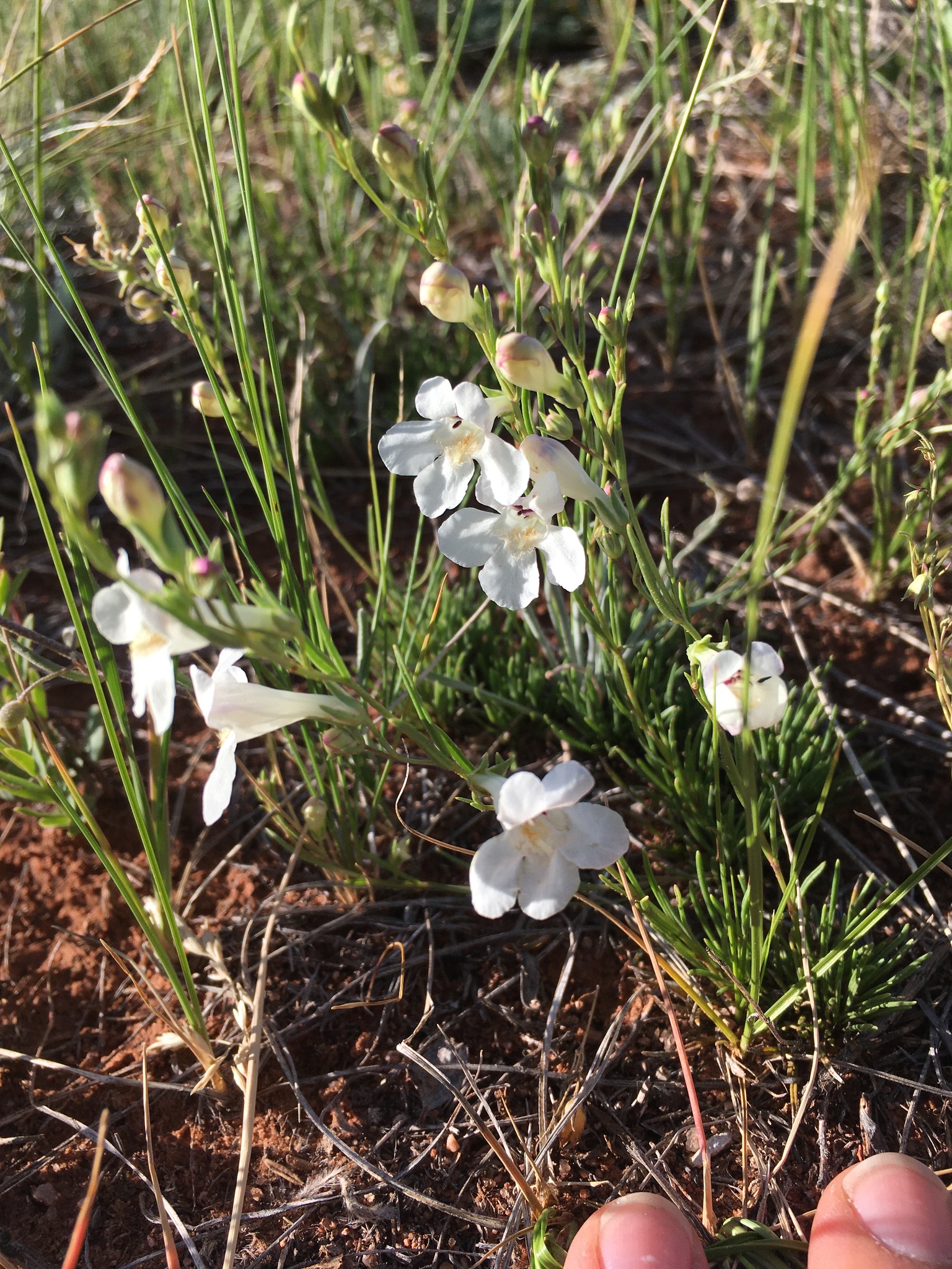 Penstemon laricifolius var. exilifolius