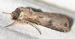 Agrotis malefida