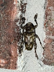 Aegomorphus modestus