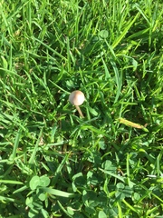 Panaeolus foenisecii