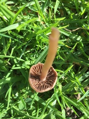 Panaeolus foenisecii