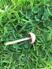 Panaeolus foenisecii