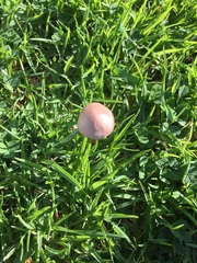 Panaeolus foenisecii