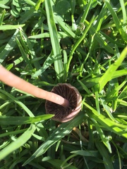 Panaeolus foenisecii