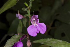 Impatiens balsamina
