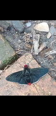 Pyrrhopyge zenodorus