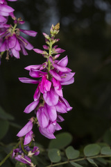 Indigofera cassioides