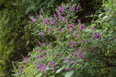 Indigofera cassioides