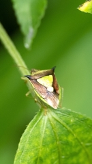 Carbula scutellata