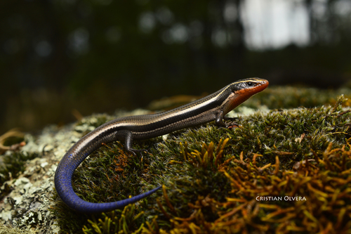 Oak Forest Skink