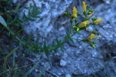 Hypericum elegans