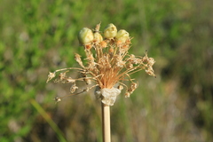 Allium cyrillii