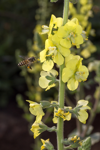 Verbascum coromandelianum, photograph 4