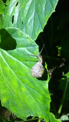 Satsuma