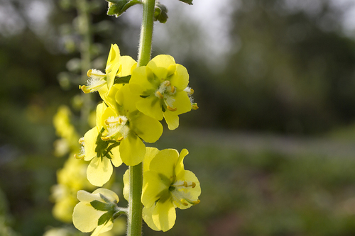 Verbascum coromandelianum, photograph 5