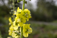 Verbascum coromandelianum